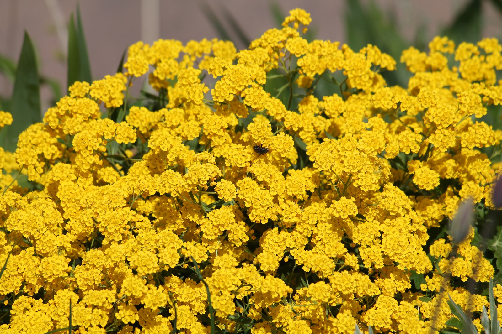 Floraison de la corbeille d'or. ©kazakovmaksim, AdobeStock